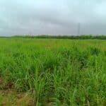 2023 Miscanthus variety trial