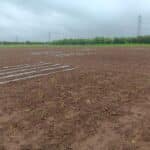 2024 Miscanthus Variety trial plot