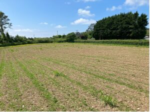 Miscanthus Athena