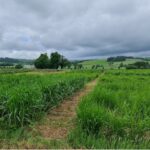 Miscanthus plots showing approximately 3 months growth.