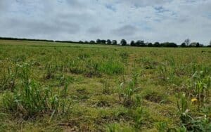 0.5ha Miscanthus giganteus