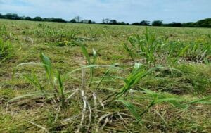 0.5ha Miscanthus giganteus
