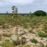 Alder