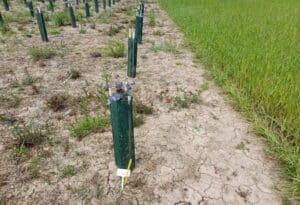 Eucalyptus with new wooden stakes