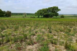Black Locust 'Turbo'