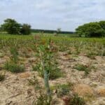 Alder at Cockle Park Farm, May 2024