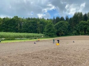 Planting the 2024 Miscanthus variety trial