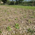 Sida 6 days after planting