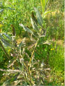 SRC Willow Fungal infection