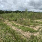 0.5 ha willow plot