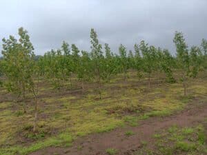 SRF Poplar