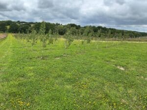 SRF Poplar