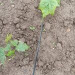 Black stems on Sida