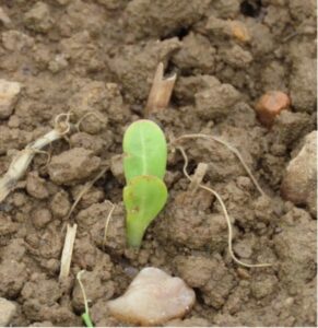 Silphium seed emerging