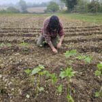 Ops Manager at BGI Hub on his knees planting the young Sida