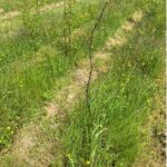 Black locust 'Turbo' at Aberystwyth, May 2024