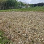Waiting for Sida to be replanted at BGI