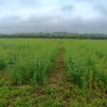 Willow variety trial
