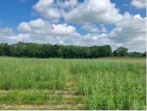 Willow variety trial