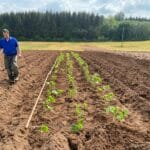 Planting Sida