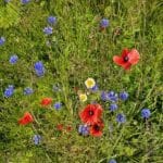 AB8 Nectar Stewardship wildflower mix