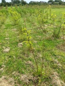 Black Locust 'Turbo'