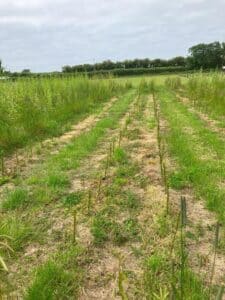 Gapping up 0.5ha SRC Willow