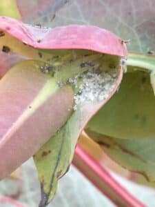 Insects on SRF Eucalyptus