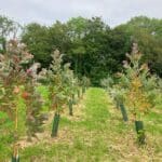 SRF Eucalyptus at IBERS, June 2024