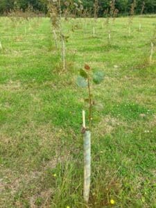 Gapped up SRF Poplar