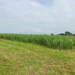 Miscanthus giganteus