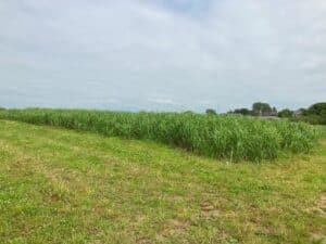 Miscanthus giganteus