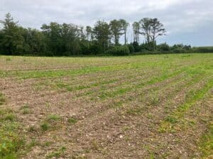 Miscanthus Athena™