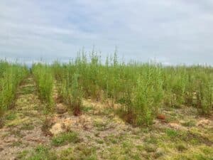 0.5ha SRC Willow