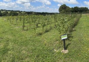 Alder at North Wyke, June 2024