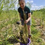 BGI Hub Gapping up SRC Willow