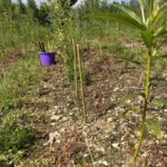 BGI Hub Gapping up SRC Willow