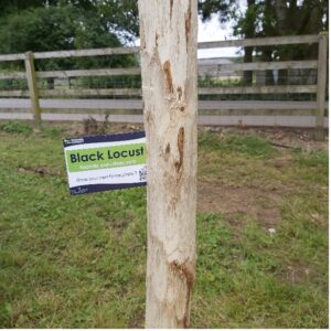 Black Locust Fence Post