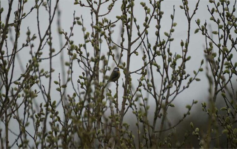 Blue tit feeding on tiny insects and sipping nectar from SRC willow catkins.