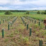 SRF Eucalyptus