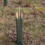 SRF Eucalyptus with larger stakes