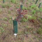 SRF Eucalyptus
