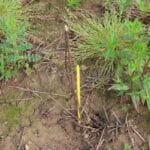 Black Locust 'Turbo' - Hare damage