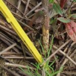 Black Locust 'Turbo'- pest damage