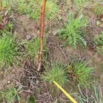 Black Locust 'Turbo'- pest damage