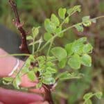Black Locust 'Turbo'- Slug trails