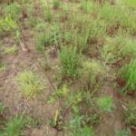 Black Locust 'Turbo'