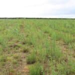 0.5ha SRC Willow plot at Cockle Park Farm, late May 2024