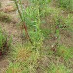 0.5ha SRC Willow- Hare damage