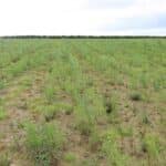 0.5ha SRC Willow plot at Cockle Park Farm, late May 2024